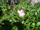 Pfingstrose - Paeonia officinales * 1087 x 814 * (401KB)